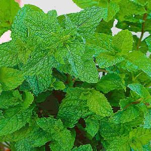 Organic Fresh Mint