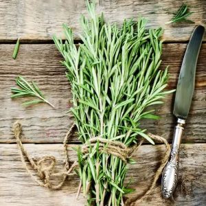 Organic fresh rosemary