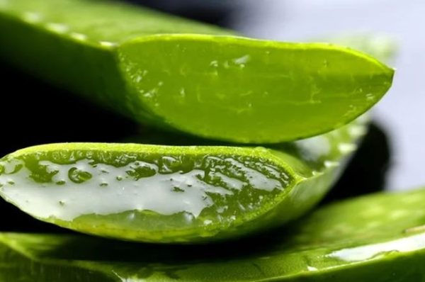 Aloe vera leaf