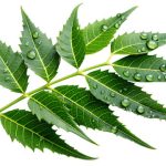 Neem Leaf