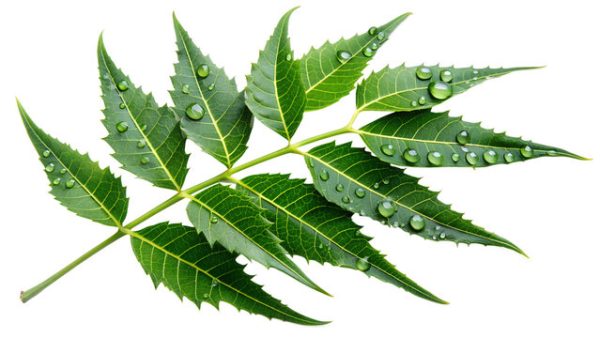 Neem Leaf