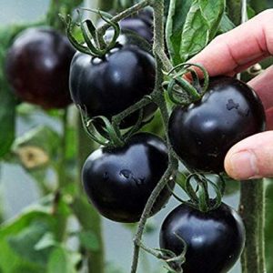 Organic Black tomato