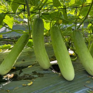 Organic local cucumber