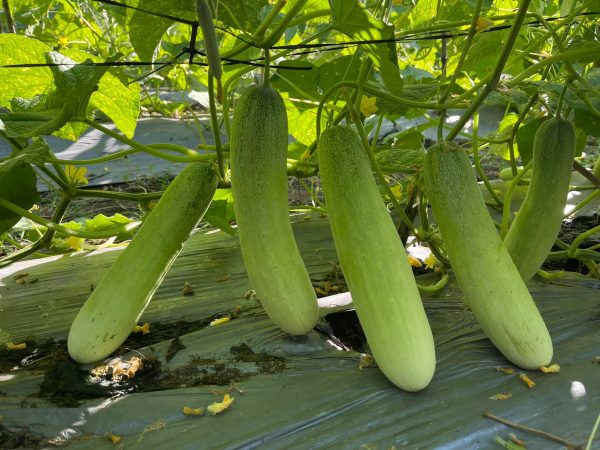 Organic local cucumber