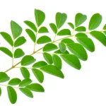 Moringa Leaf