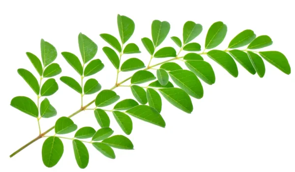 Moringa Leaf