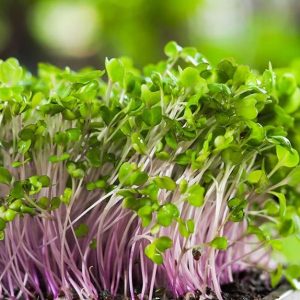 Organic Microgreens (Radish)