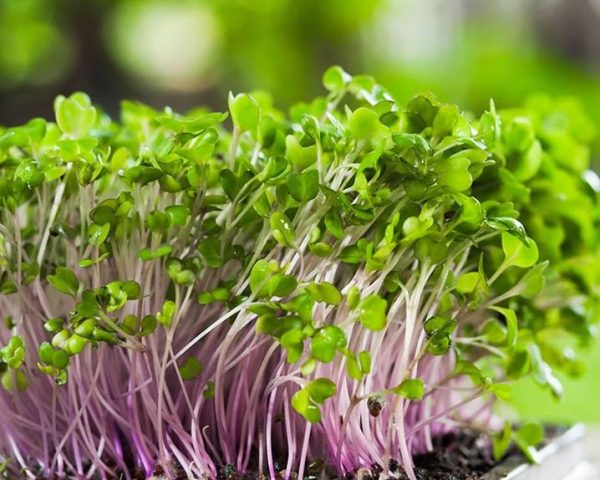 Organic Microgreens (Radish)